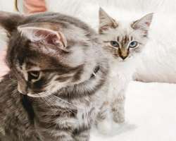 She has also adopted two cats whom she named Louis and Dior.